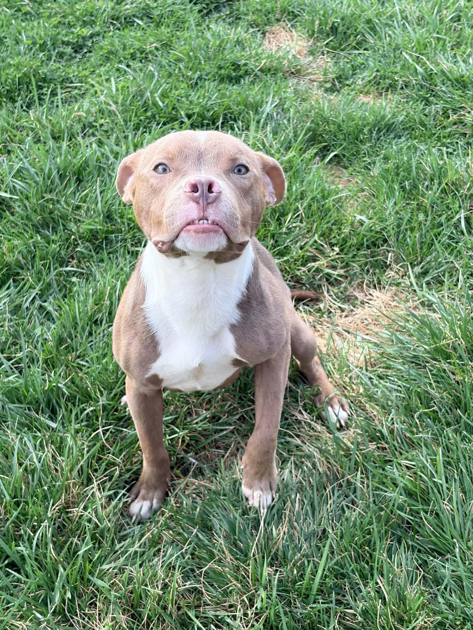 Enlarge Gumbo, a Adoptable mixed breed in Dayton, OH image 6/6