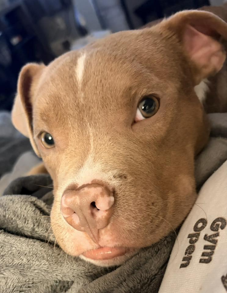 Enlarge Gumbo, a Adoptable mixed breed in Dayton, OH image 2/6