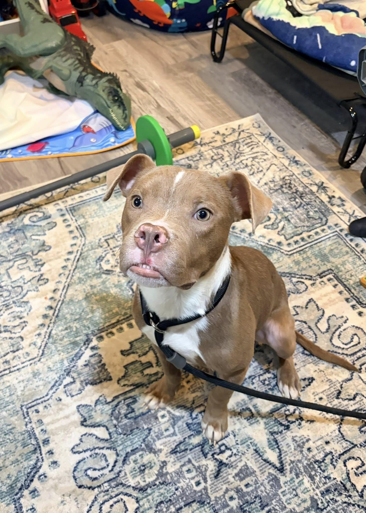 Enlarge Gumbo, a Adoptable mixed breed in Dayton, OH image 5/6