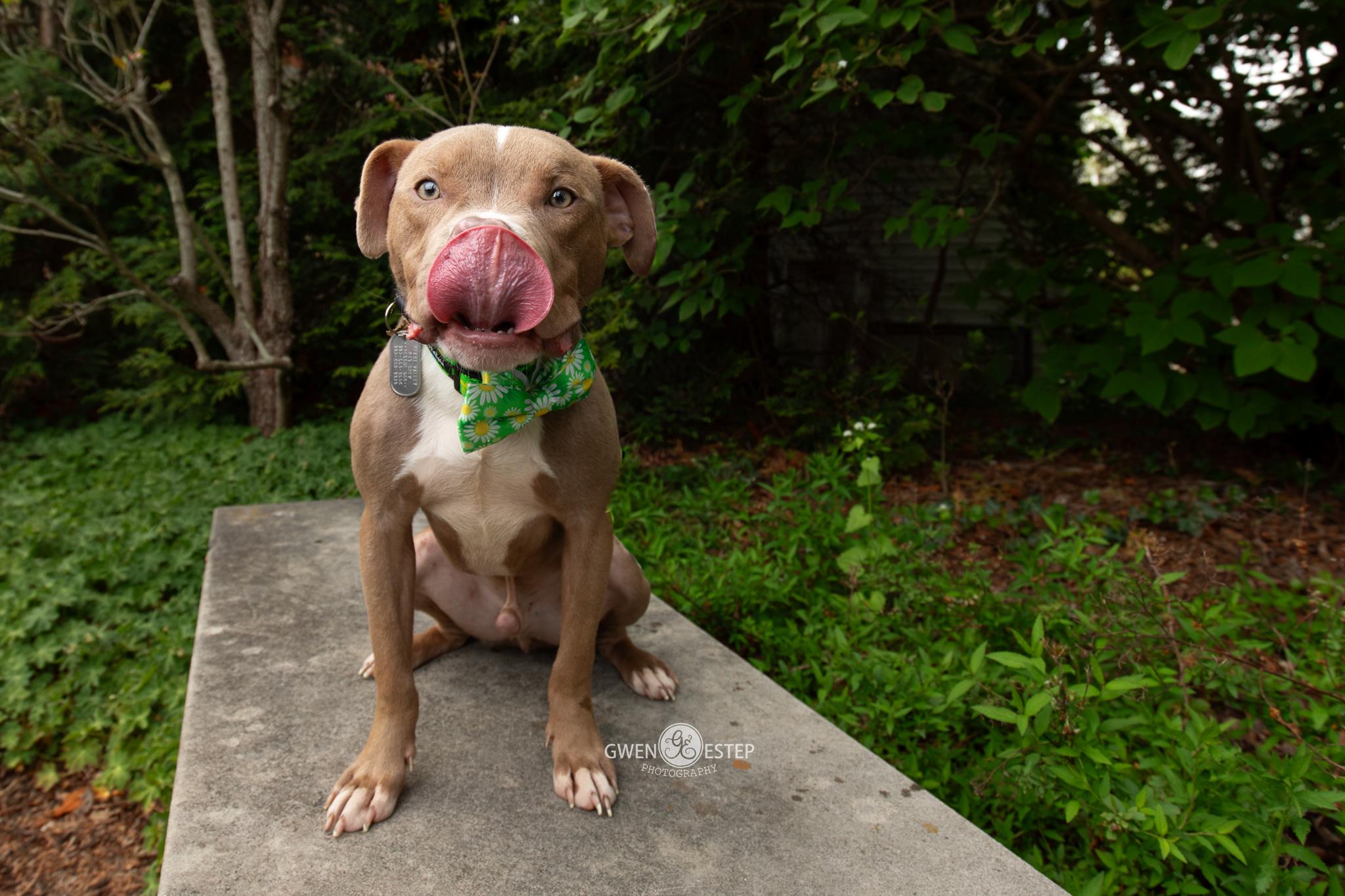 Enlarge Gumbo, a Adoptable mixed breed in Dayton, OH image 2/6