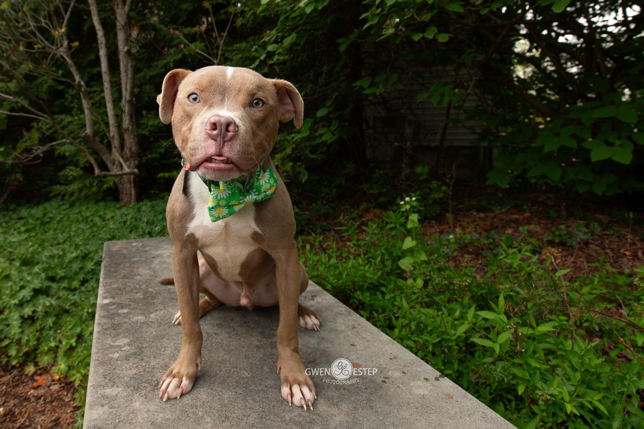 Gumbo, Adoptable, Young Male Pit Bull Terrier.