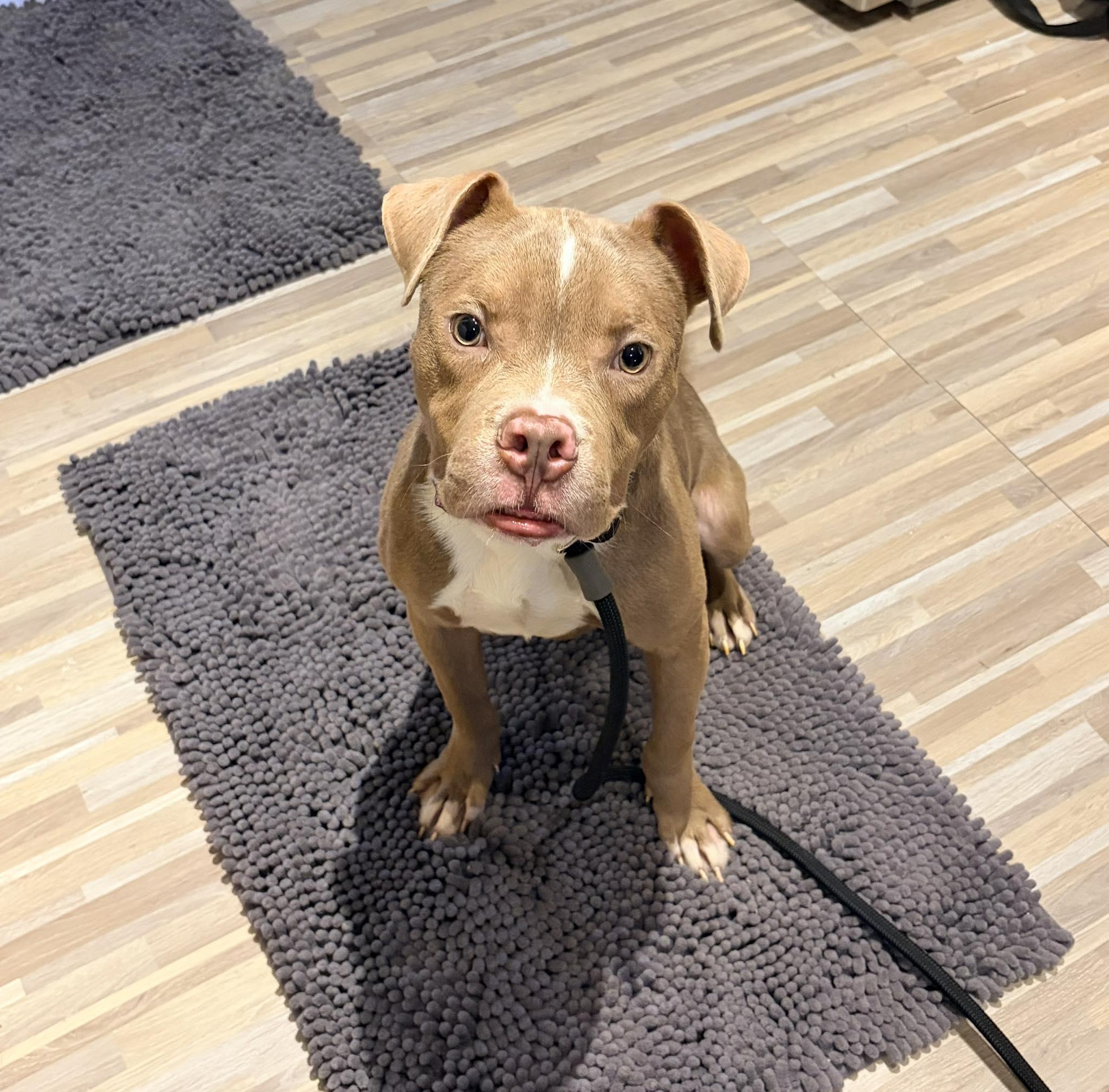 Enlarge Gumbo, a Adoptable mixed breed in Dayton, OH image 3/6