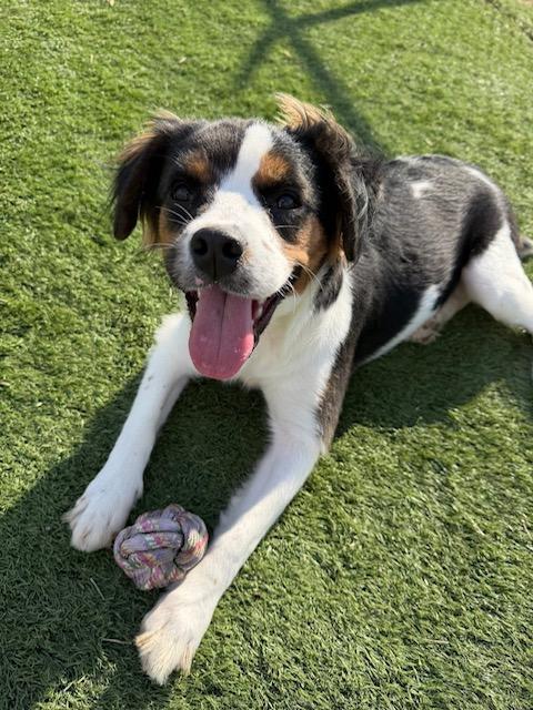 Enlarge Ivy, a ADOPTABLE mixed breed in Albemarle, NC image 1/3