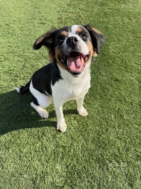 Enlarge Ivy, a ADOPTABLE mixed breed in Albemarle, NC image 3/3