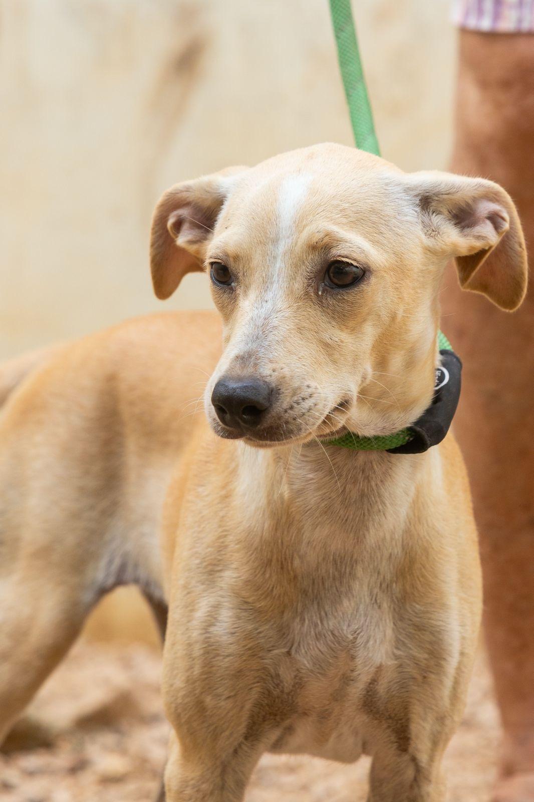 Olivia, ADOPTABLE, Young Female Labrador Retriever & Whippet.