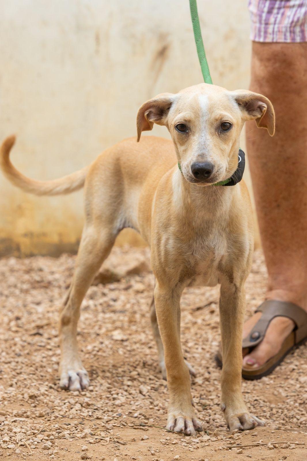 Enlarge Olivia, a ADOPTABLE mixed breed in New York, NY image 2/6