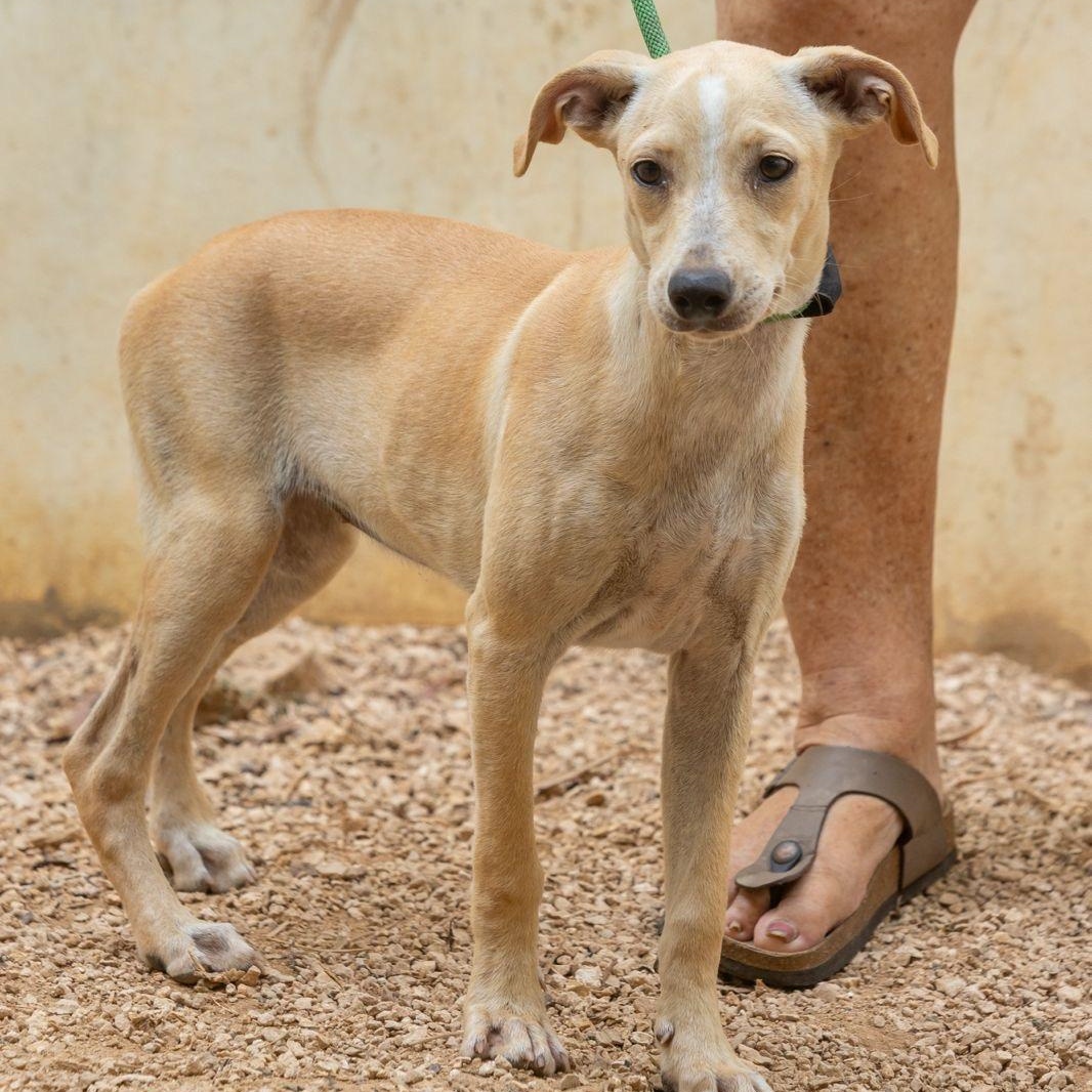 Enlarge Olivia, a ADOPTABLE mixed breed in New York, NY image 4/6