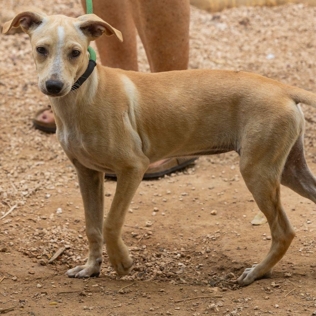 Enlarge Olivia, a ADOPTABLE mixed breed in New York, NY image 6/6
