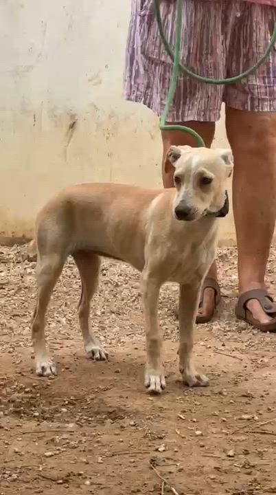 Enlarge Olivia, a ADOPTABLE mixed breed in New York, NY video 3/6