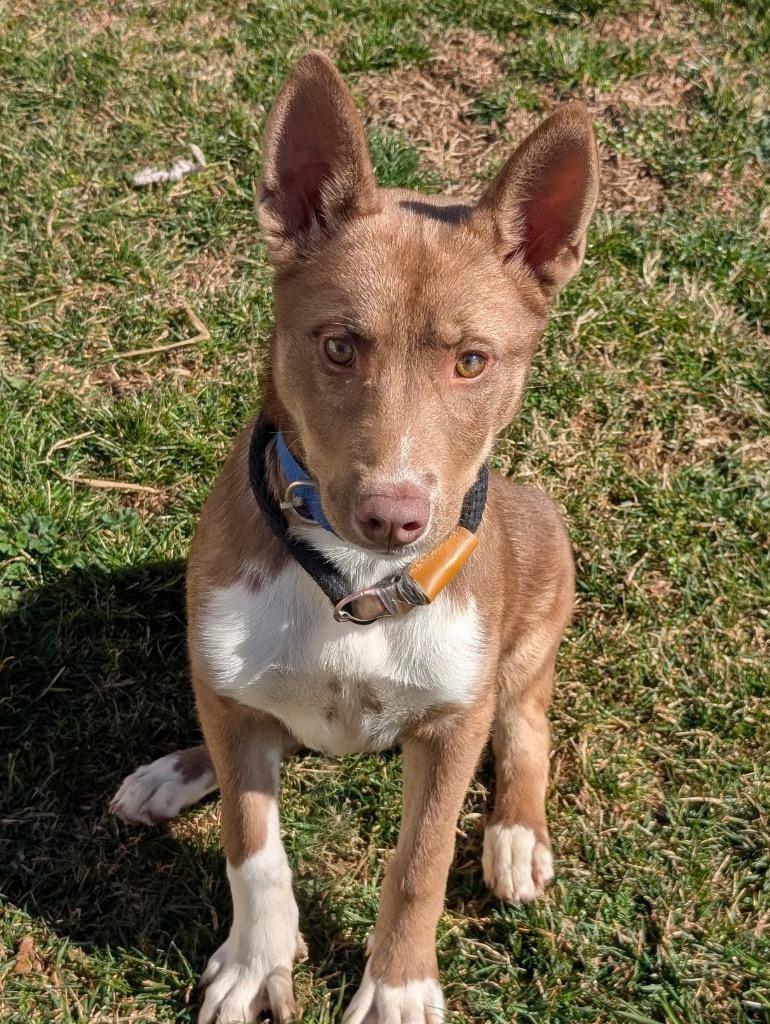 Venice, Adoptable, Puppy Female Husky & Mixed Breed.