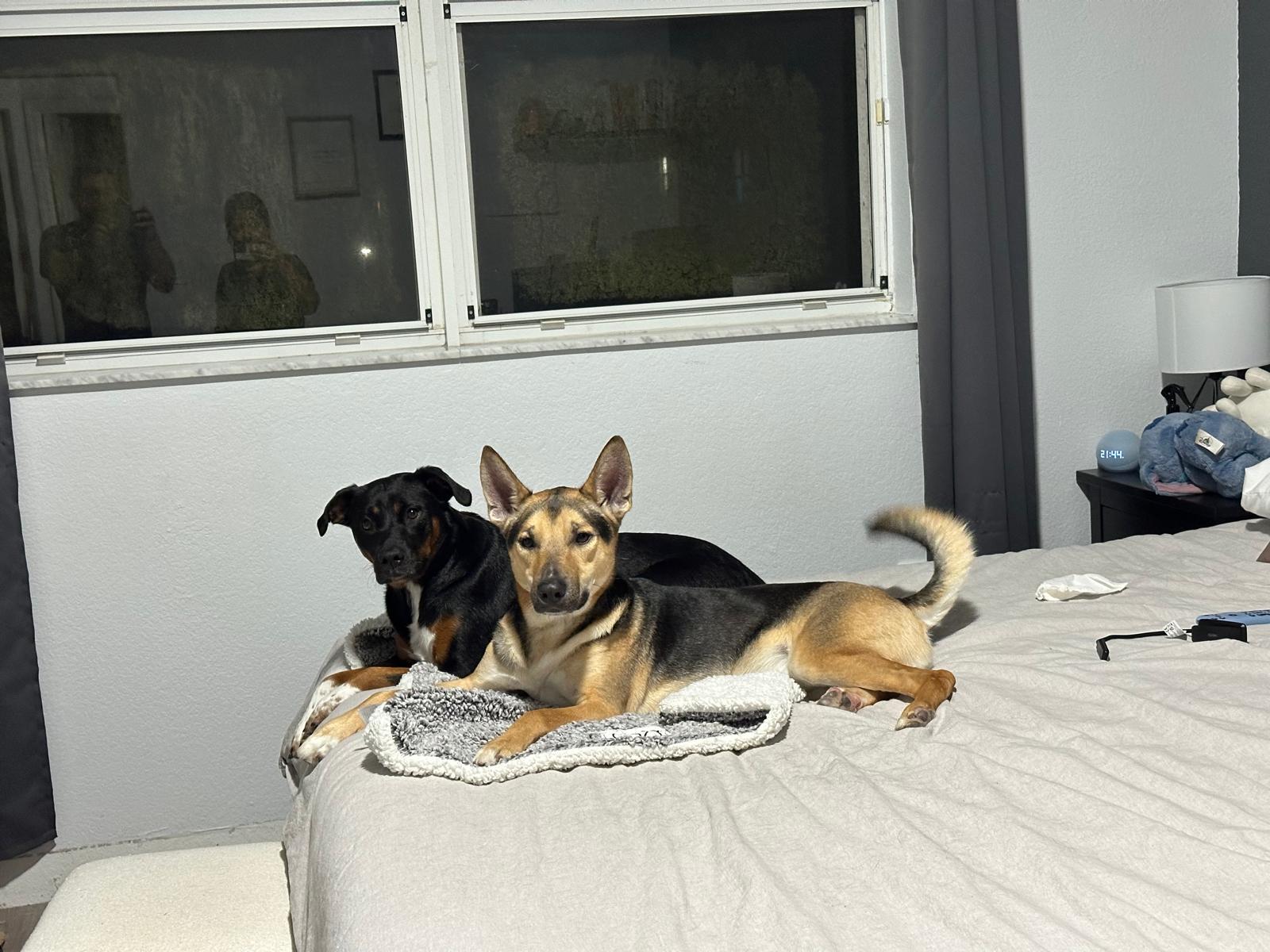 Kathy, a Adoptable mixed breed in Miami, FL image 1/3