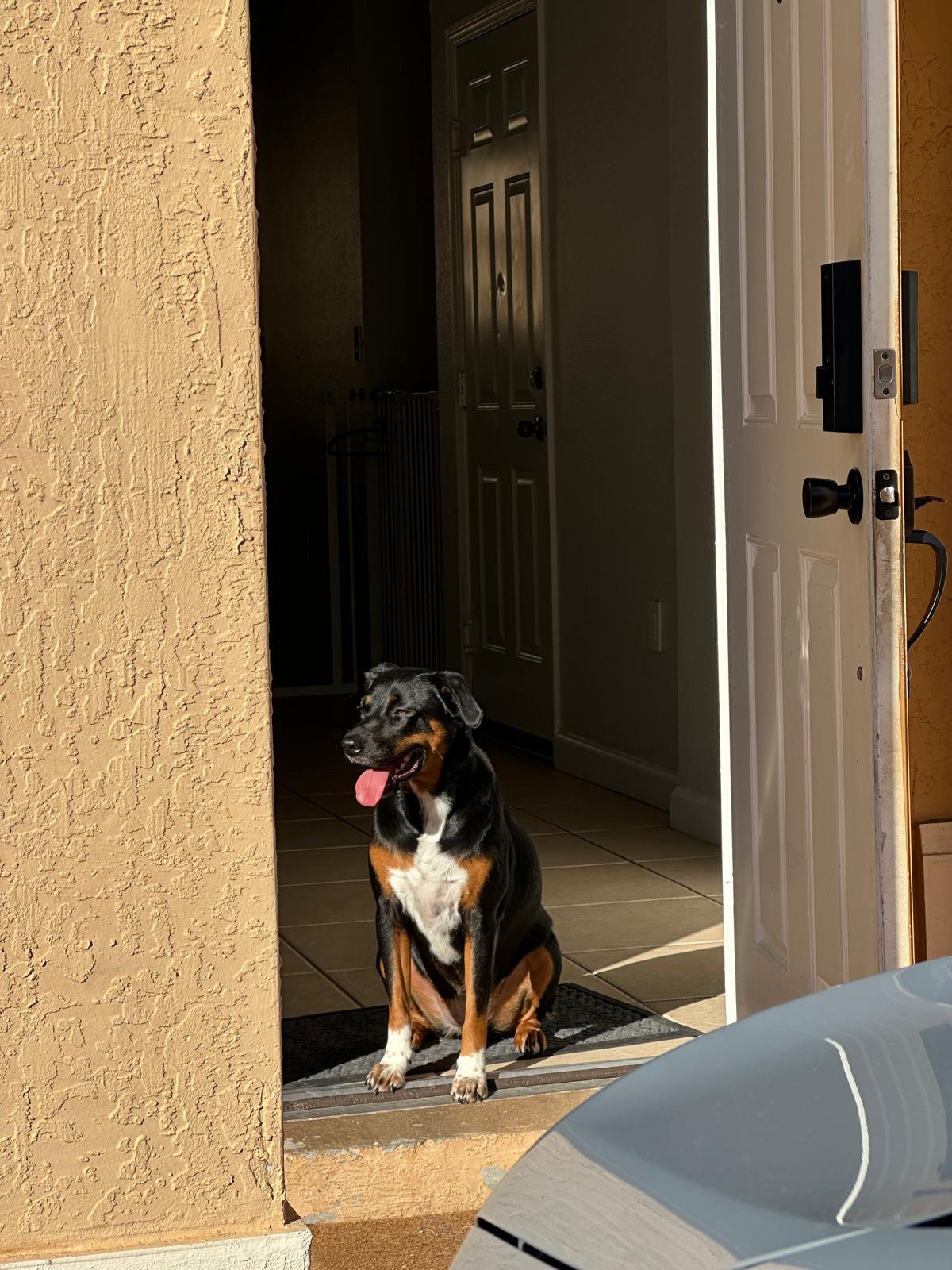 Kathy, a Adoptable mixed breed in Miami, FL image 2/3