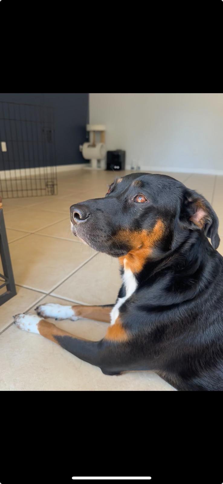 Kathy, a Adoptable mixed breed in Miami, FL image 3/3