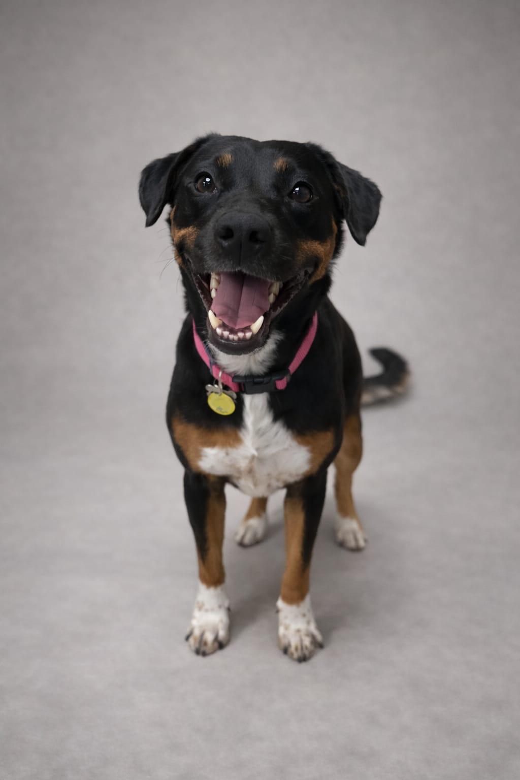 Kathy, Adoptable, Adult Female Mountain Dog & Chocolate Labrador Retriever.