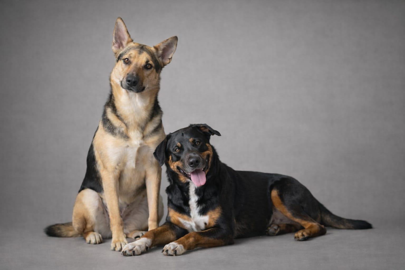 Enlarge Kathy, a Adoptable mixed breed in Miami, FL image 3/5