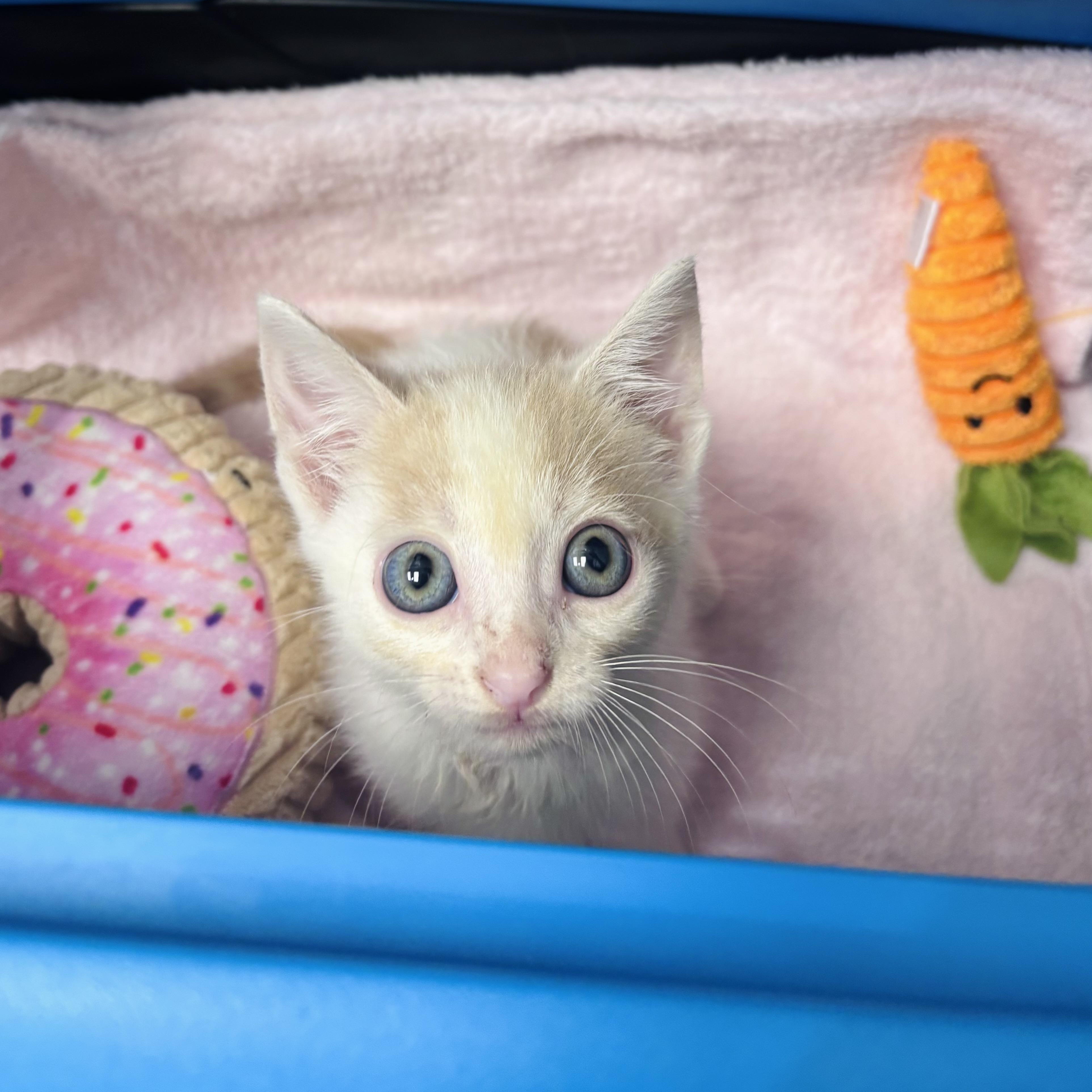 Dazzle, an adopted Domestic Short Hair in Salisbury, NC image 2/6