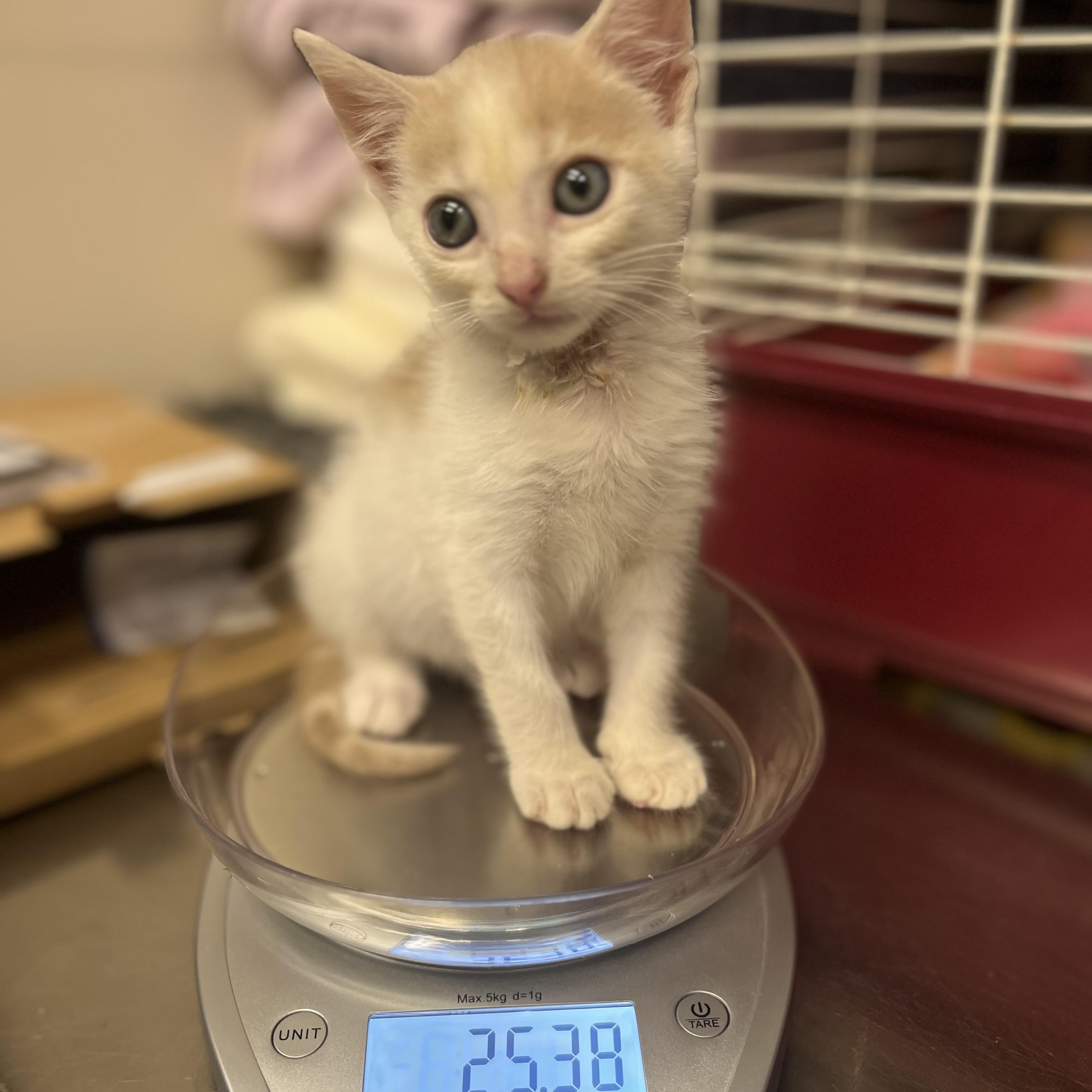 Dazzle, an adopted Domestic Short Hair in Salisbury, NC image 6/6
