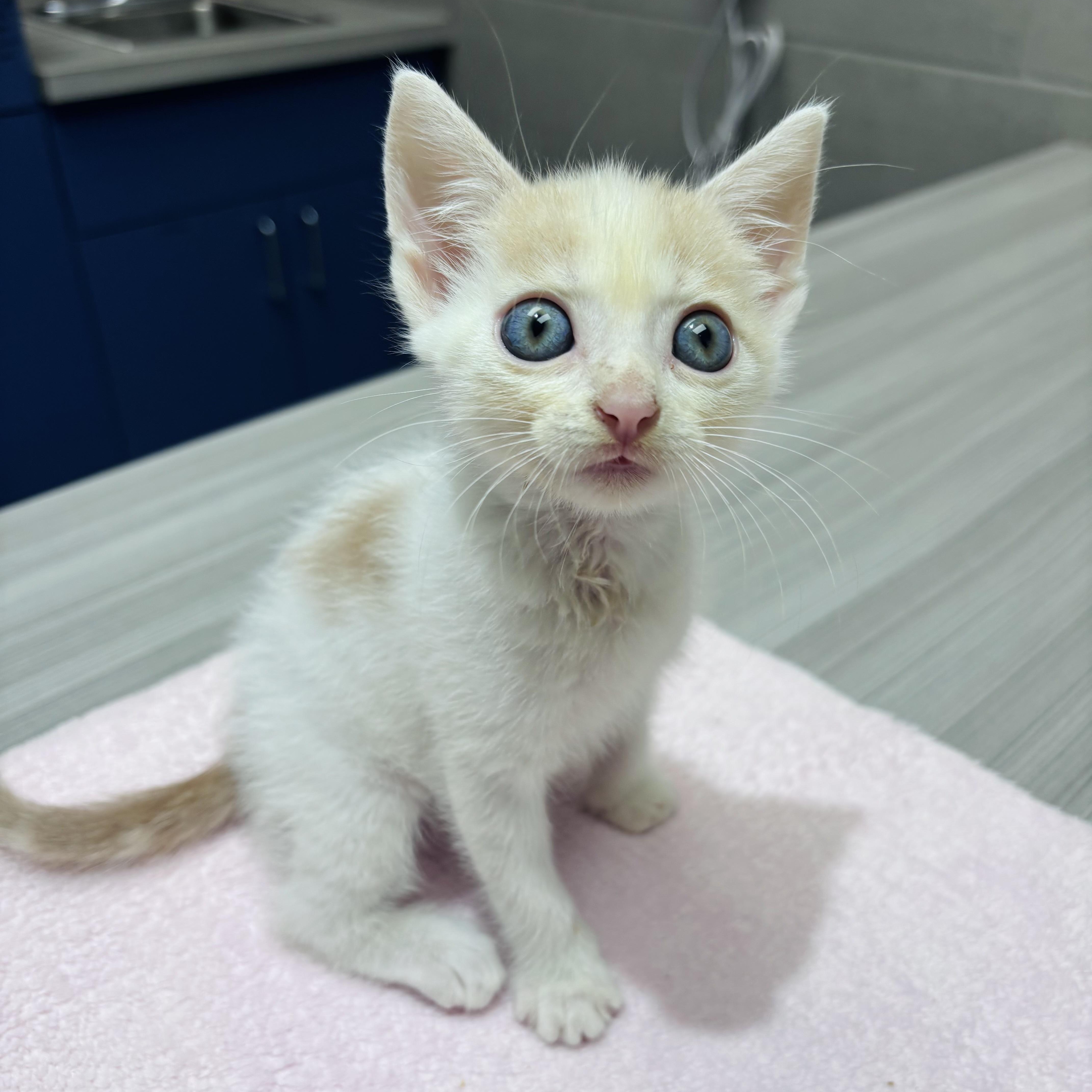 Dazzle, adopted, Kitten Male Domestic Short Hair.