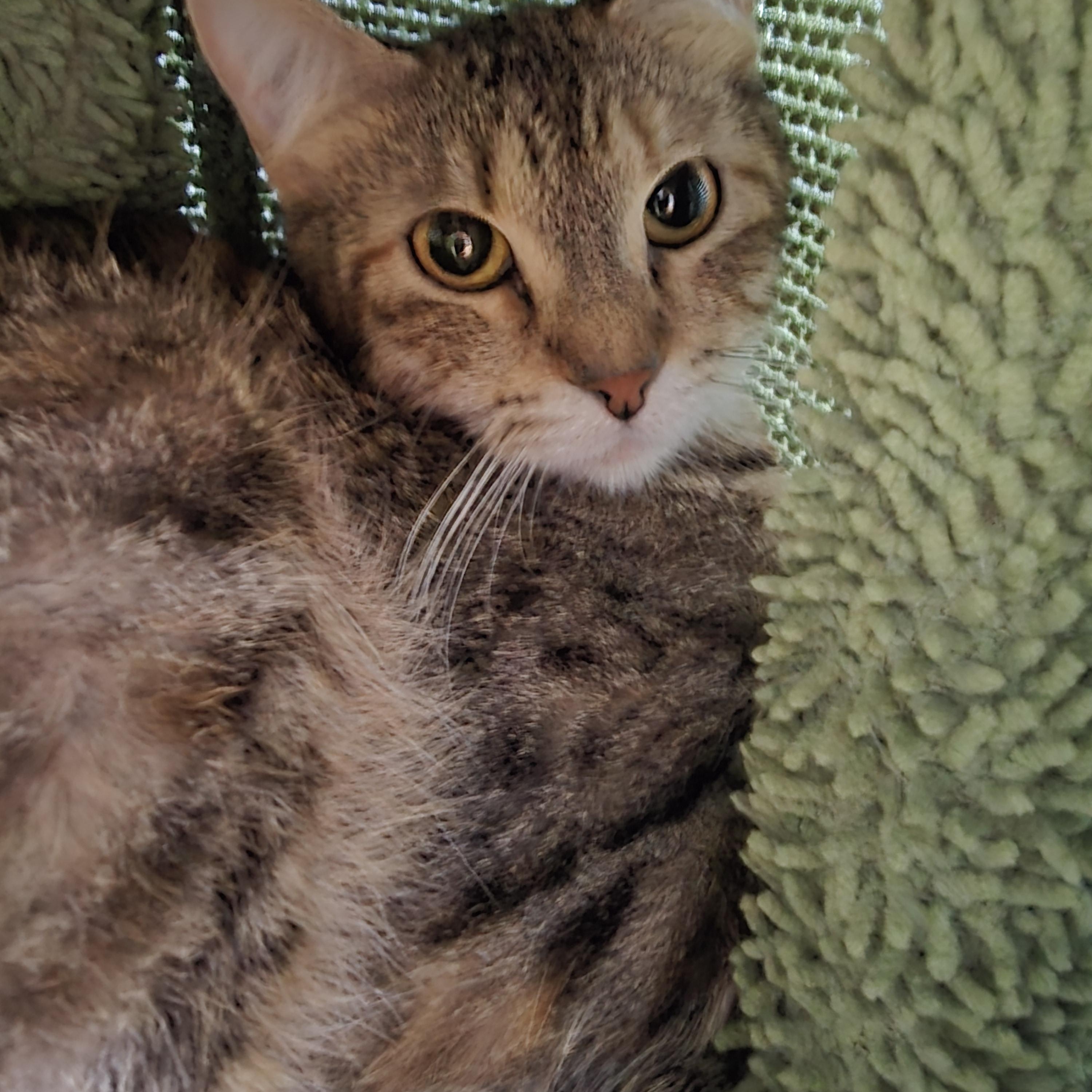 Enlarge Alice, a Adoptable Domestic Short Hair in Farmington, MO image 1/1