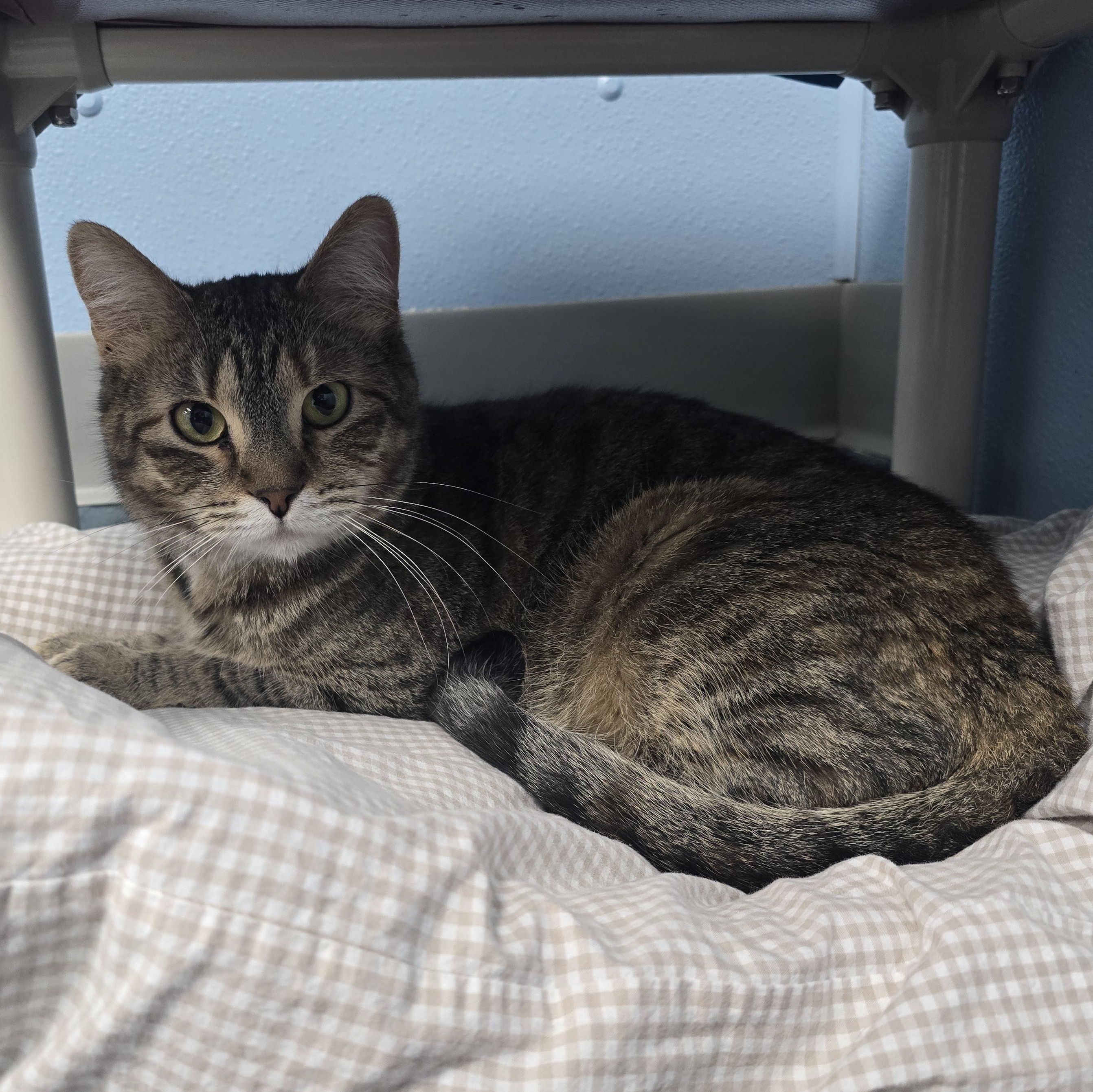 Alice, Adoptable, Adult Female Domestic Short Hair.