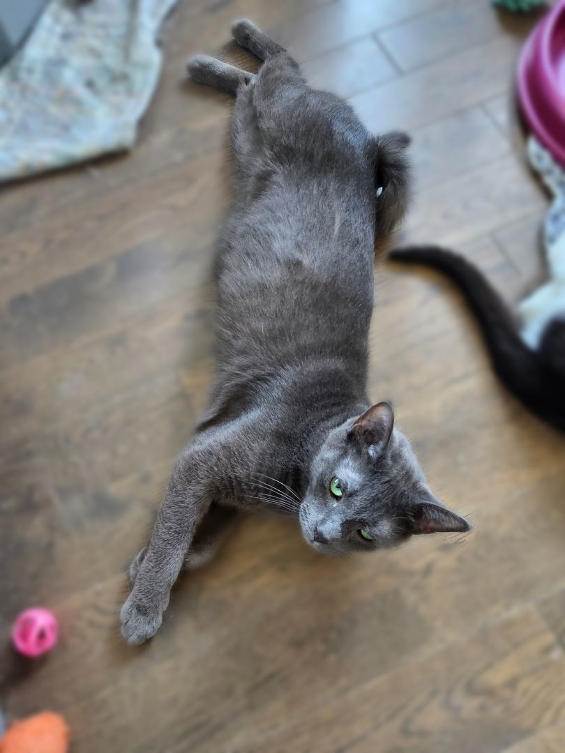 Curly Gray, Adoptable, Adult Male Domestic Short Hair.
