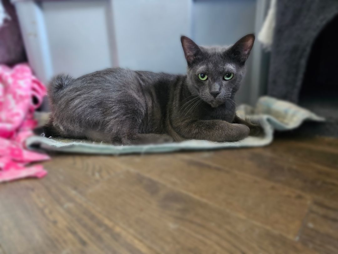 Curly Gray, a Adoptable Domestic Short Hair in Freeland, MI image 3/8