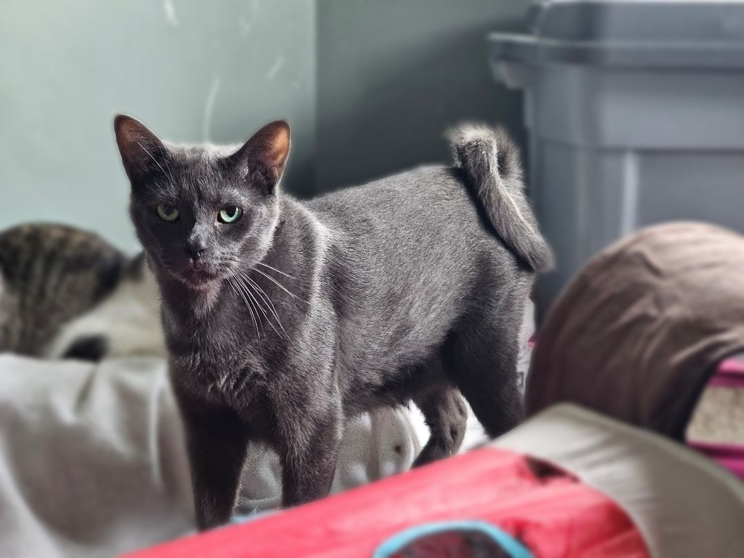 Curly Gray, a Adoptable Domestic Short Hair in Freeland, MI image 4/8