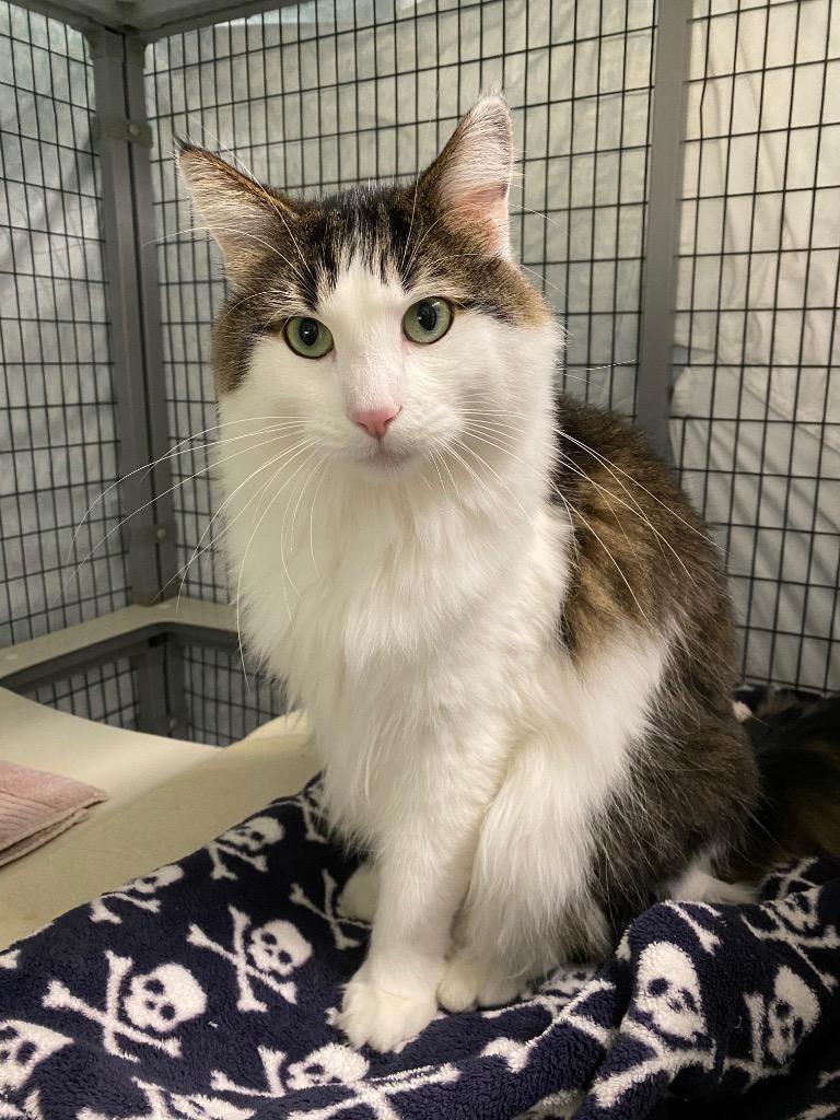 Mufasa, Adoptable, Adult Male Domestic Medium Hair.