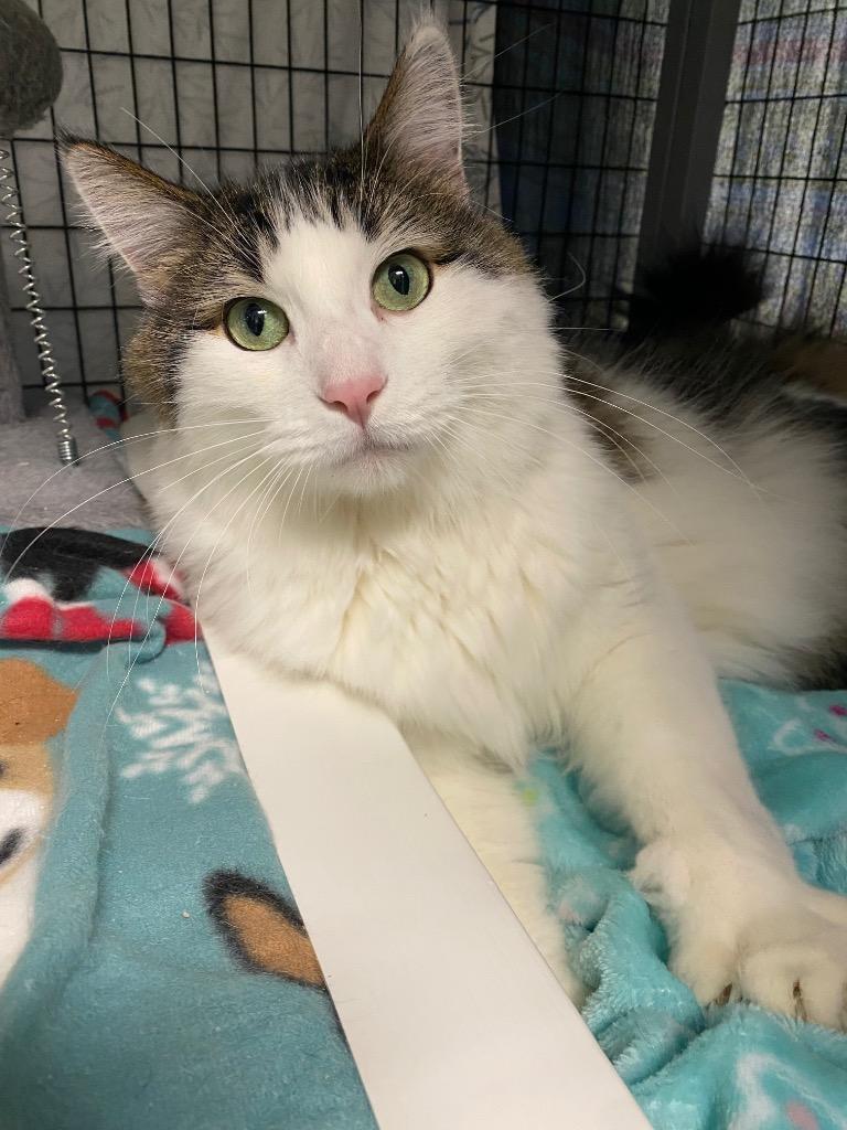 Enlarge Mufasa, a Adoptable mixed breed in Grants Pass, OR image 2/4