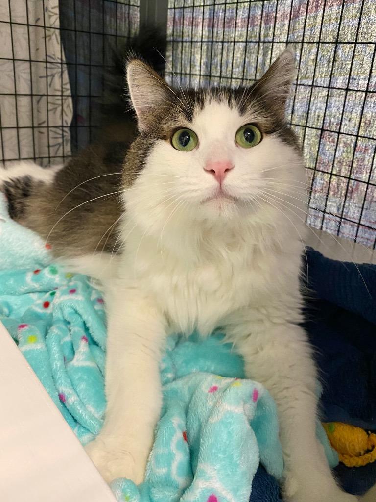 Enlarge Mufasa, a Adoptable mixed breed in Grants Pass, OR image 3/4