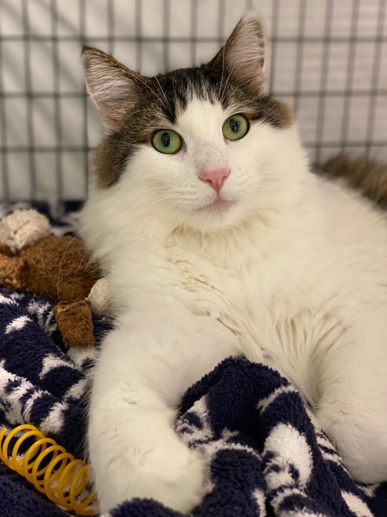 Enlarge Mufasa, a Adoptable mixed breed in Grants Pass, OR image 4/4