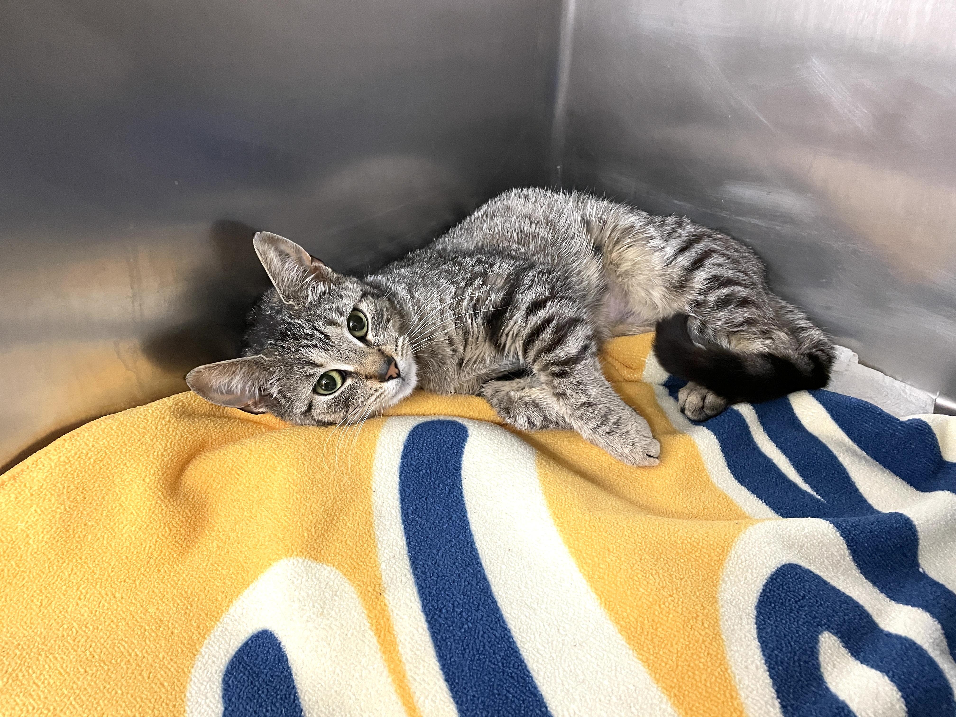 Enlarge Spumante, a Adoptable Domestic Short Hair in Wantagh, NY image 2/4