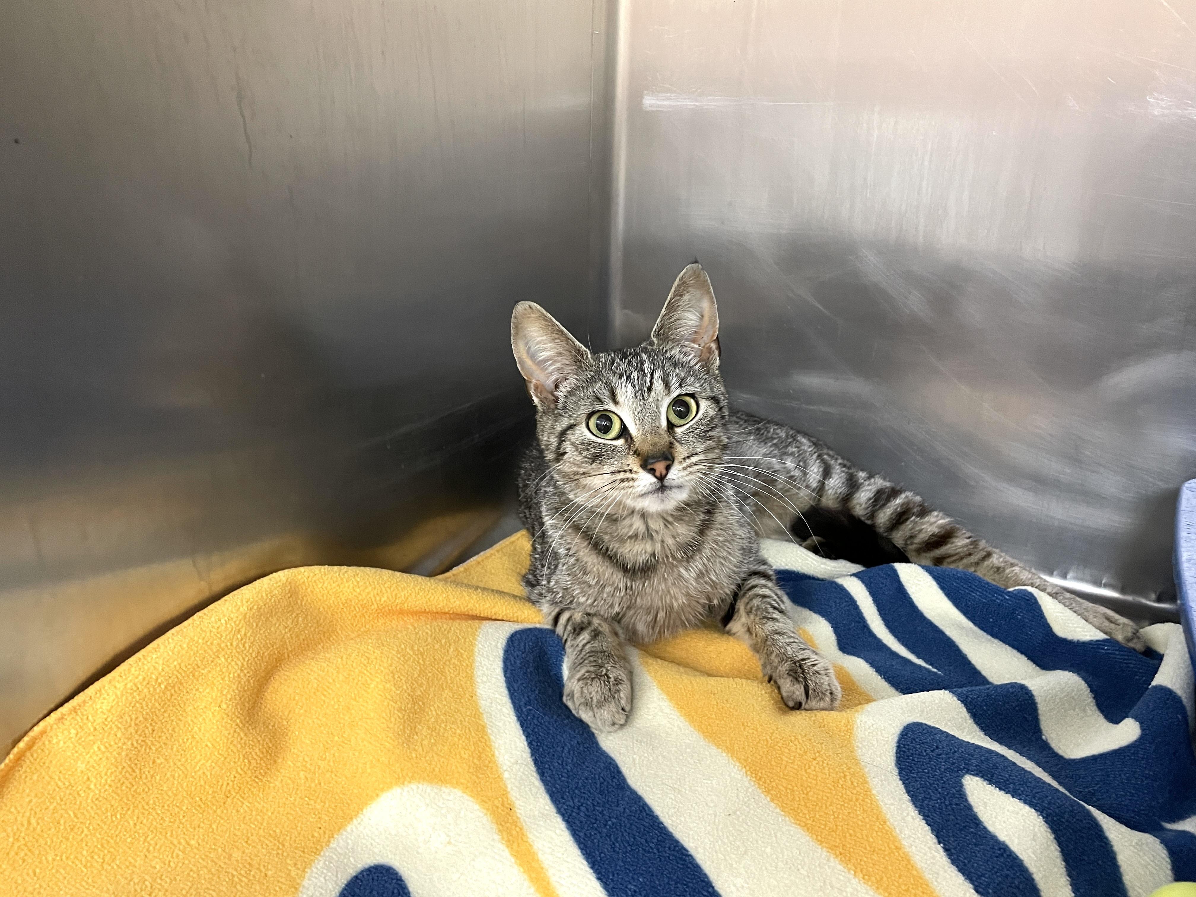 Enlarge Spumante, a Adoptable Domestic Short Hair in Wantagh, NY image 3/4