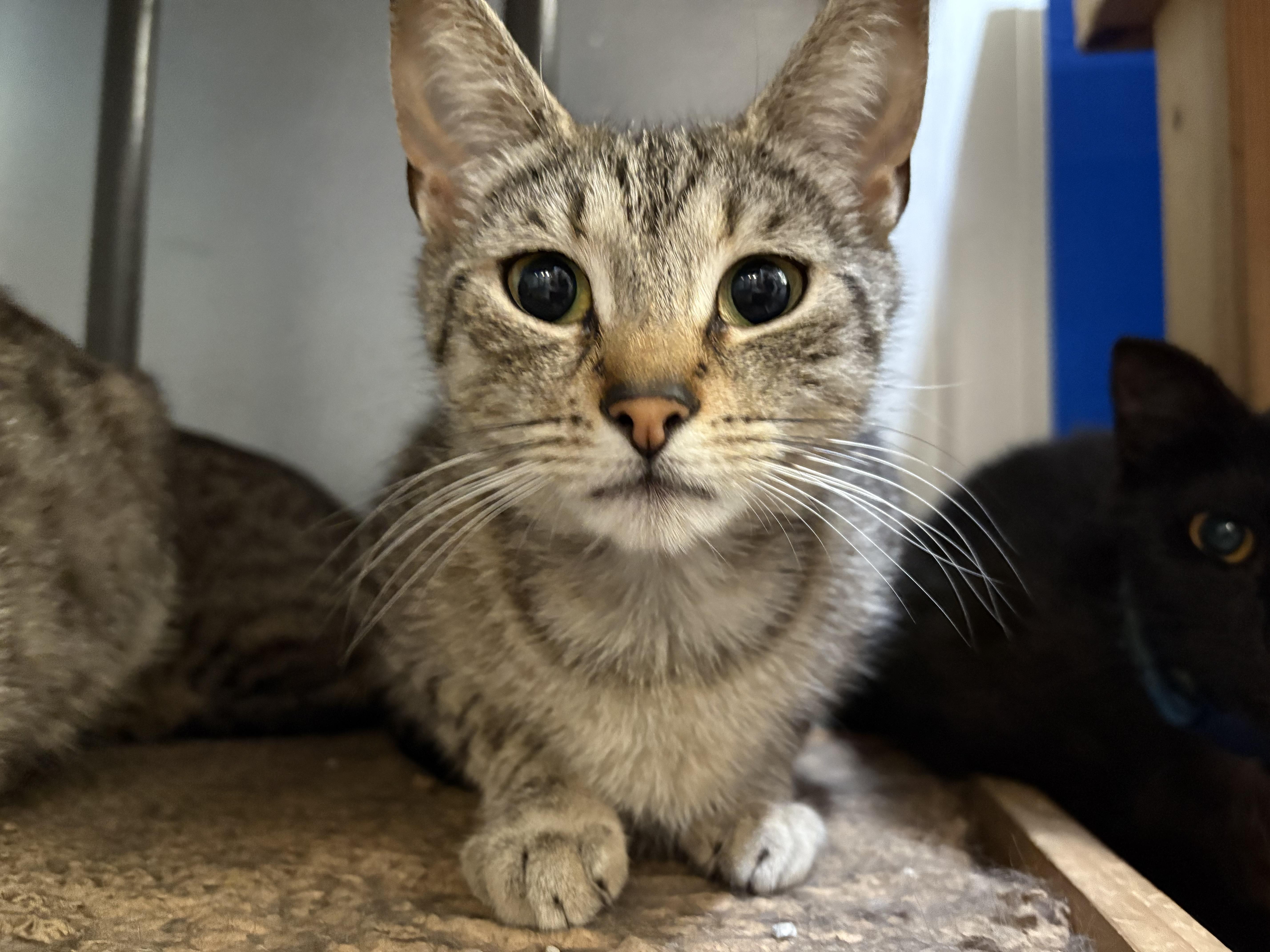 Spumante, Adoptable, Young Female Domestic Short Hair.