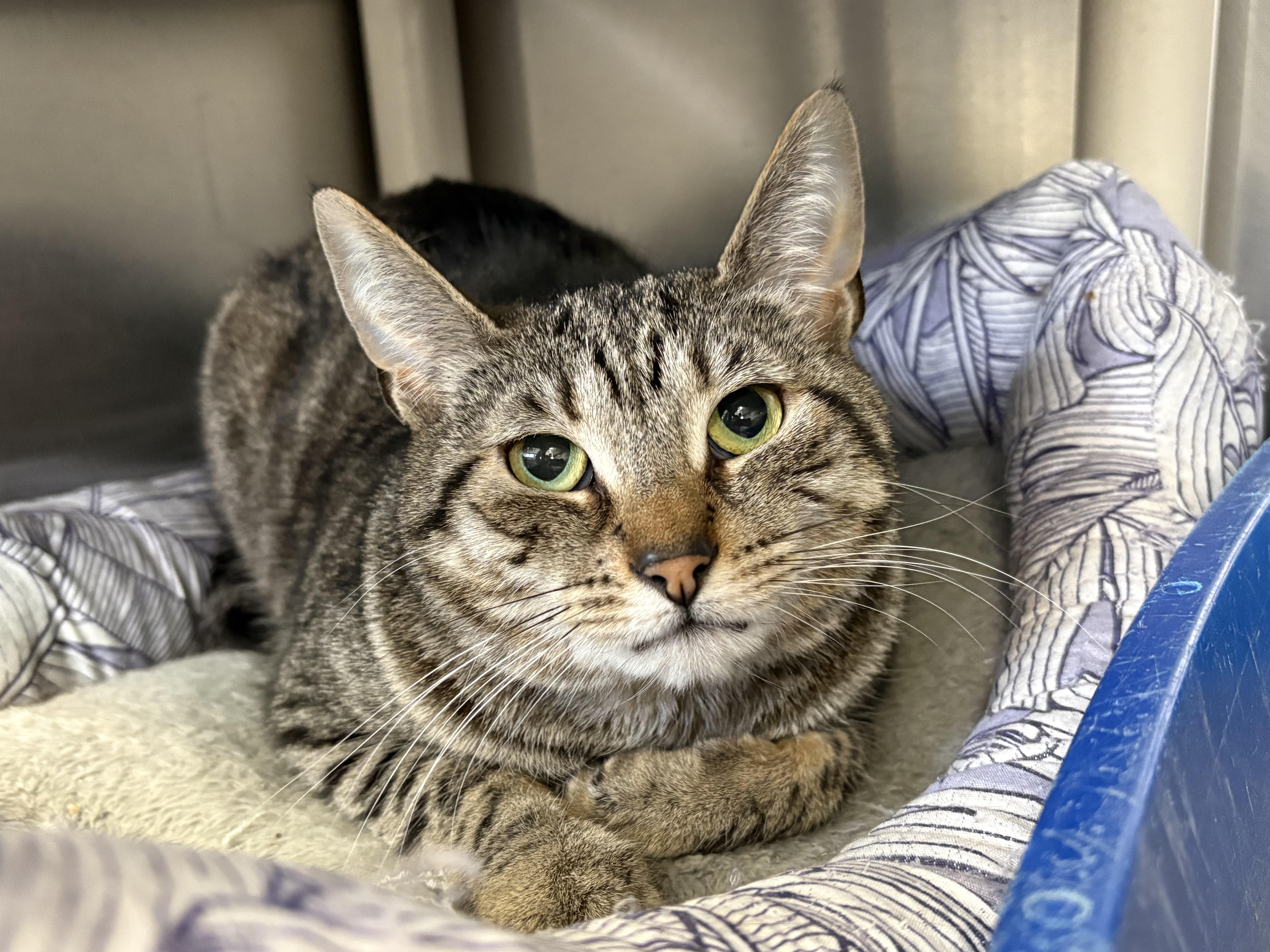 Spumante, Adoptable, Young Female Domestic Short Hair.