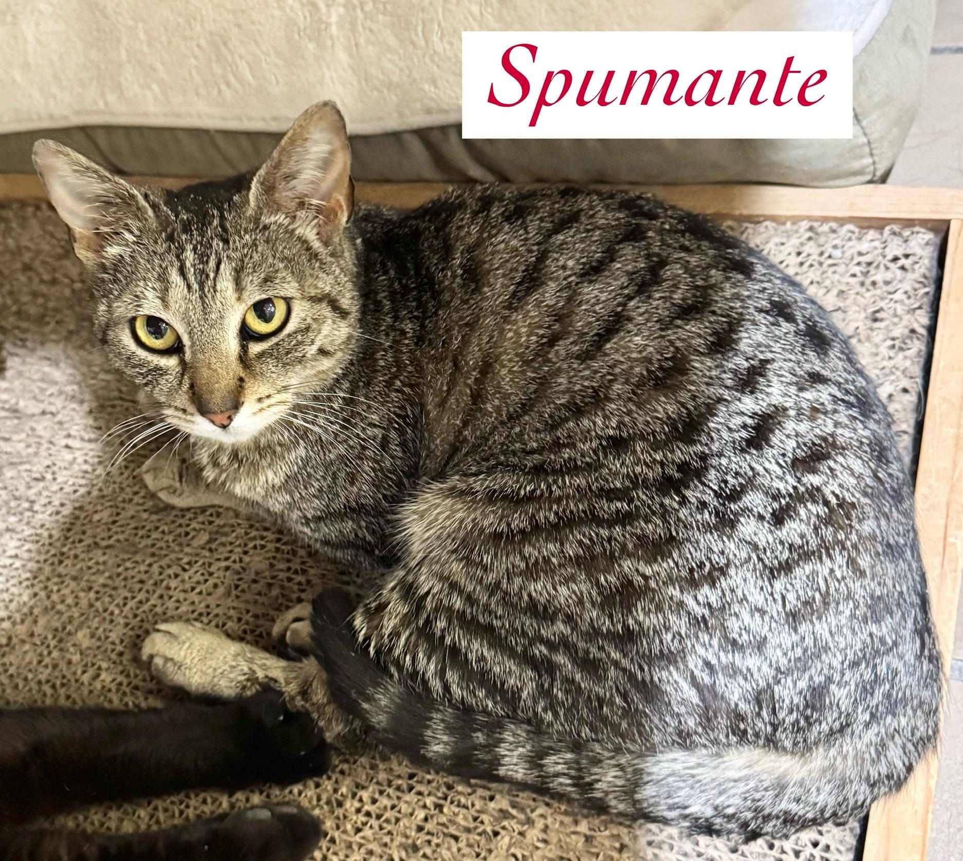 Enlarge Spumante, a Adoptable Domestic Short Hair in Wantagh, NY image 4/4