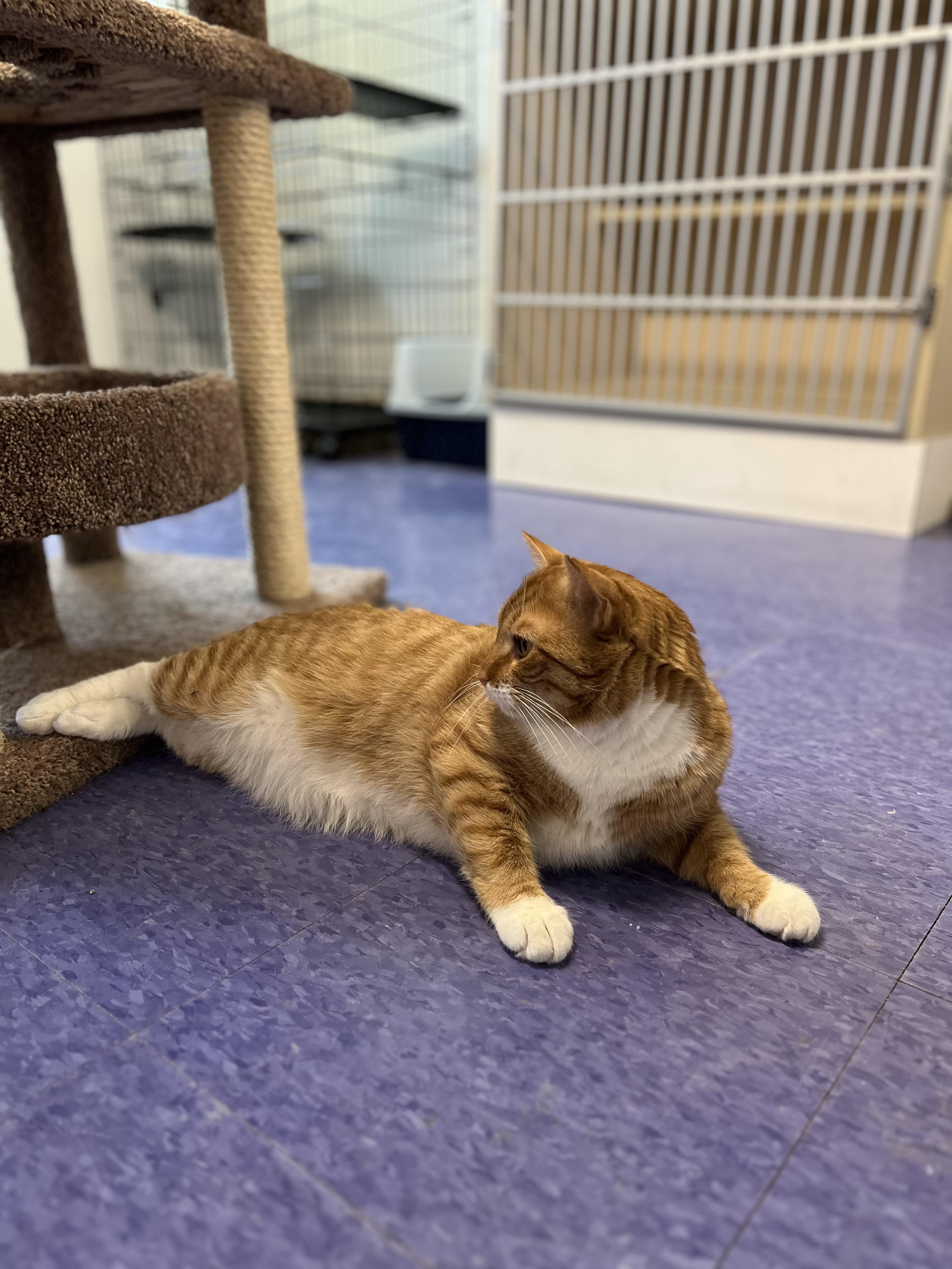 Enlarge Cinnabon, a ADOPTABLE Domestic Short Hair in Harrison, NY image 3/4
