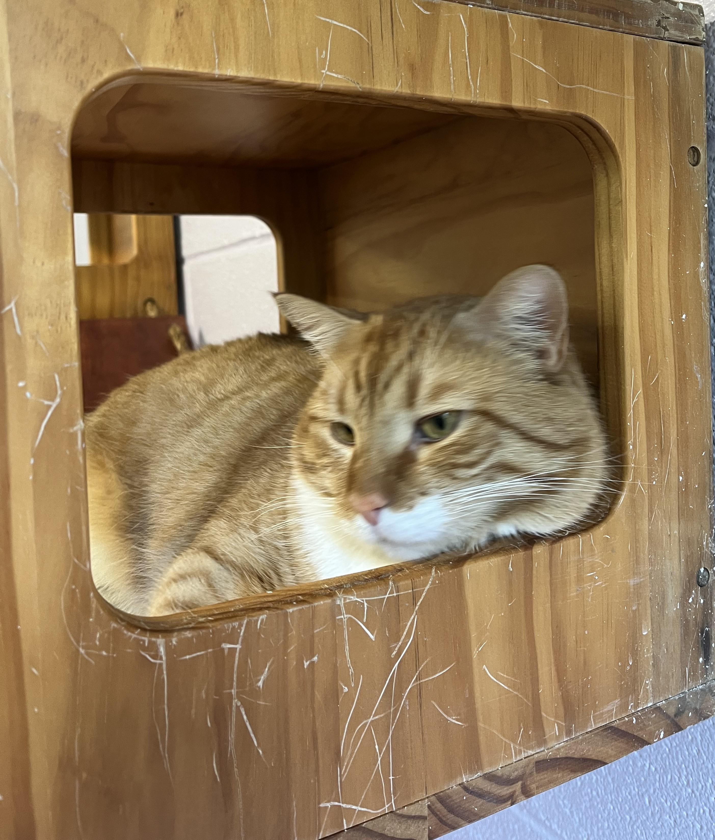 Enlarge Cinnabon, a ADOPTABLE Domestic Short Hair in Harrison, NY image 2/4