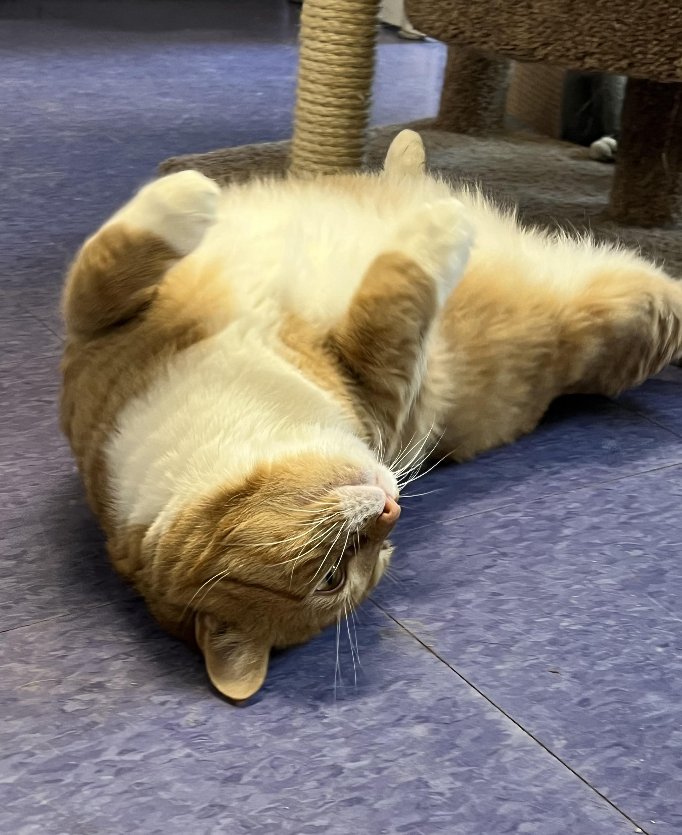 Enlarge Cinnabon, a ADOPTABLE Domestic Short Hair in Harrison, NY image 4/4