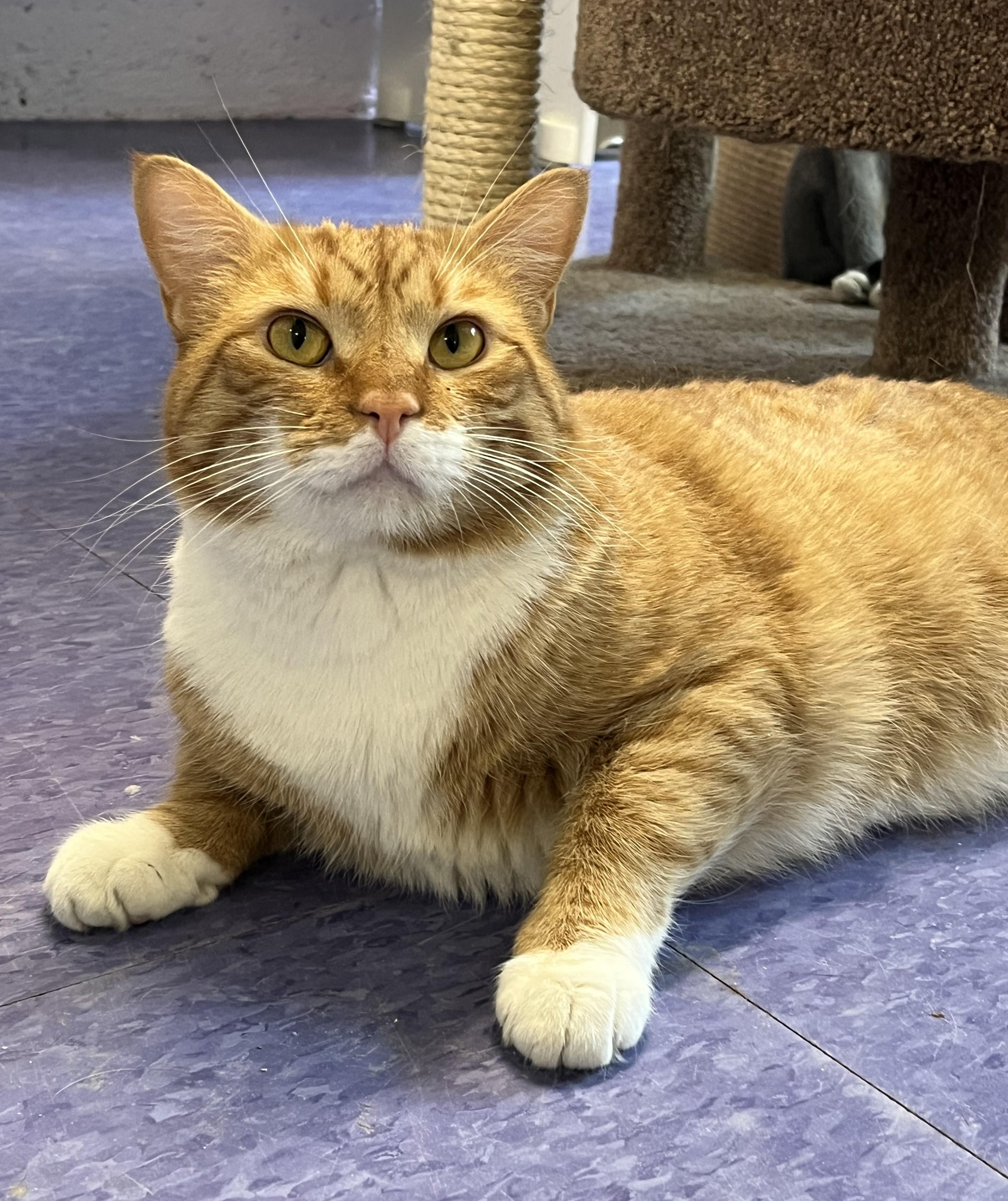 Enlarge Cinnabon, a ADOPTABLE Domestic Short Hair in Harrison, NY image 1/4