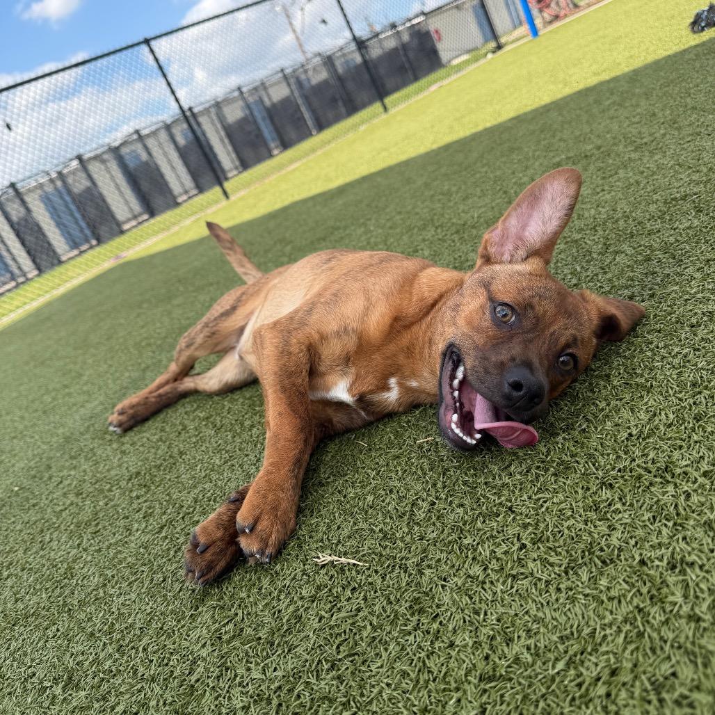 Enlarge Triton, a Adoptable mixed breed in Bryan, TX image 1/5