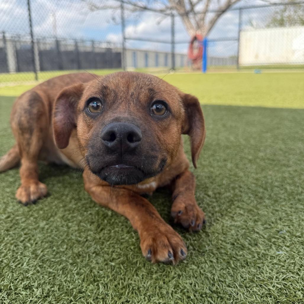 Enlarge Triton, a Adoptable mixed breed in Bryan, TX image 2/5