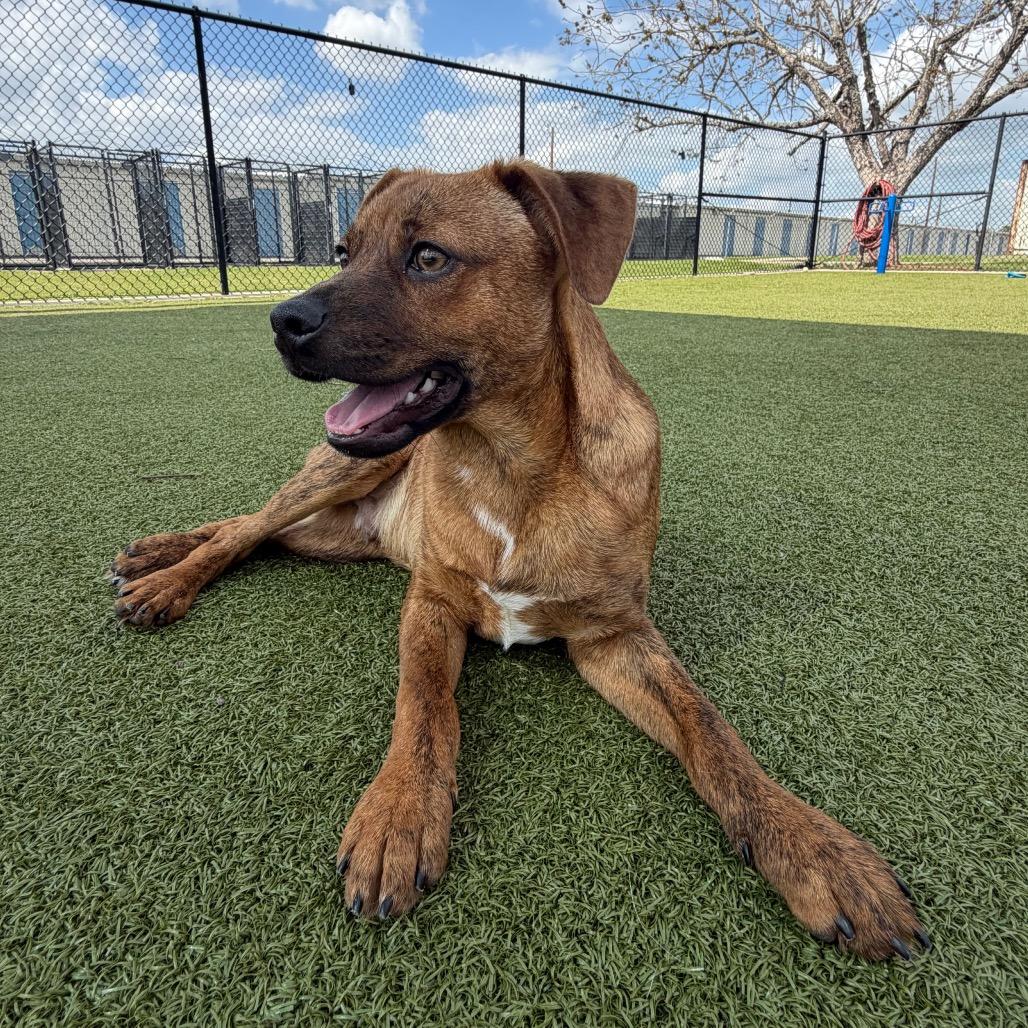 Enlarge Triton, a Adoptable mixed breed in Bryan, TX image 3/5