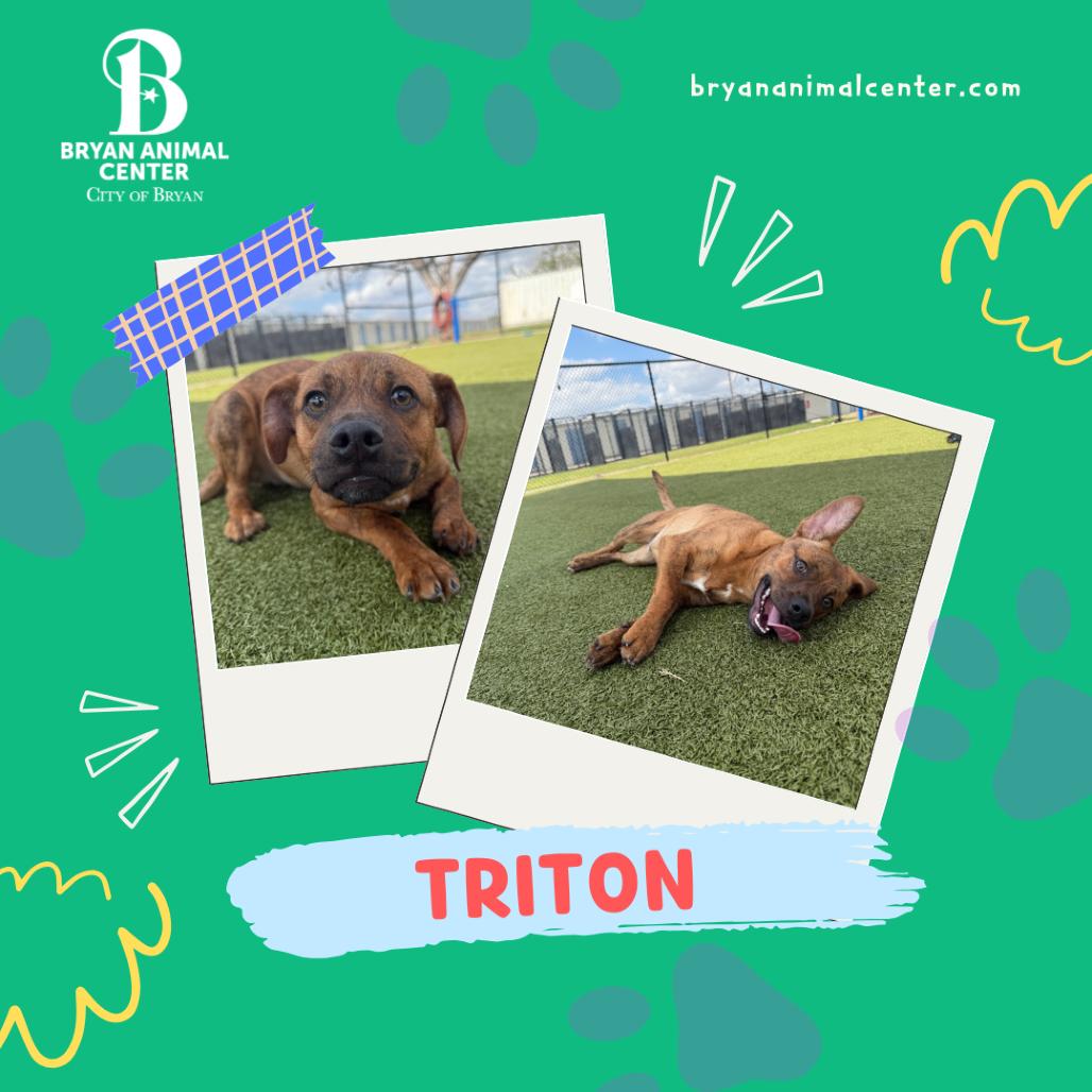 Enlarge Triton, a Adoptable mixed breed in Bryan, TX image 4/5