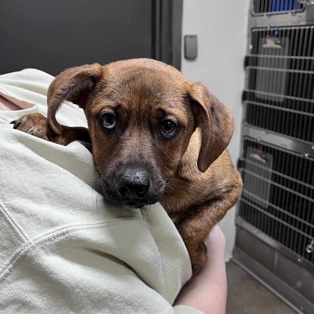 Triton, Adoptable, Puppy Male Hound.