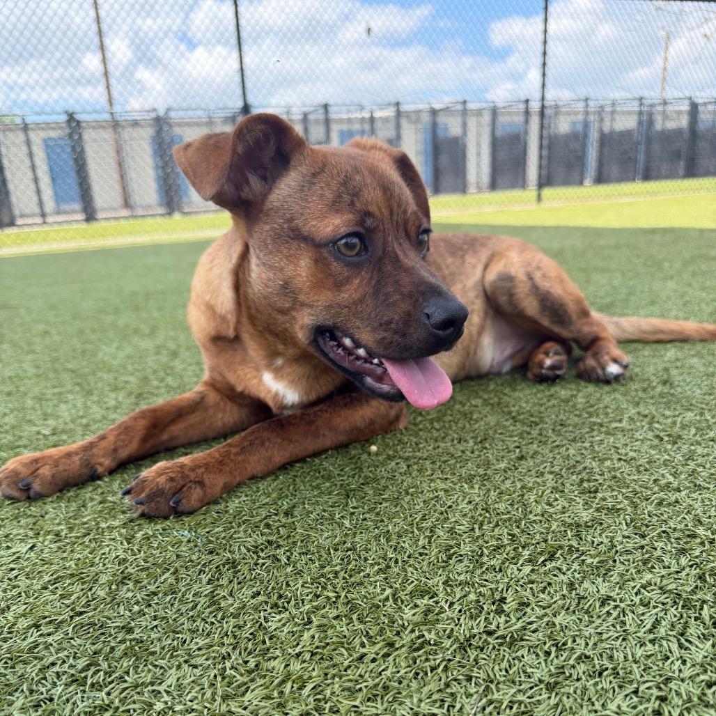 Enlarge Triton, a Adoptable mixed breed in Bryan, TX image 5/5