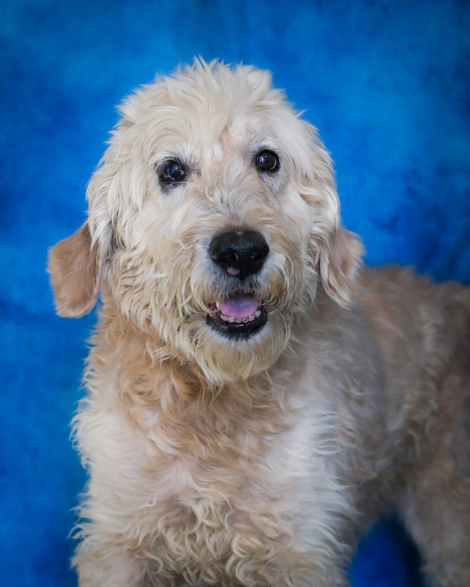 Enlarge BISCOTTI (0281), a ADOPTABLE mixed breed in Bridgeport, CT image 1/1