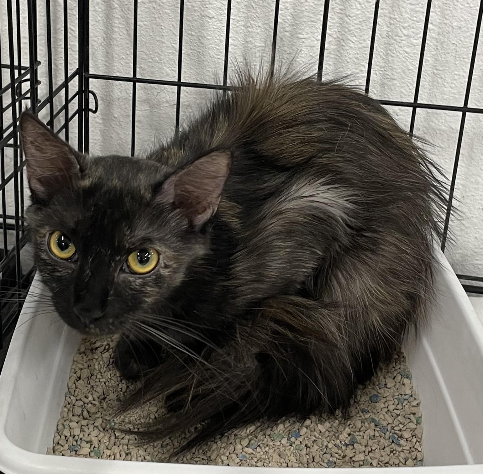 Bear-The Tortie Who Loves to Love - Courtesy Listing, ADOPTABLE, Young Female Tortoiseshell.