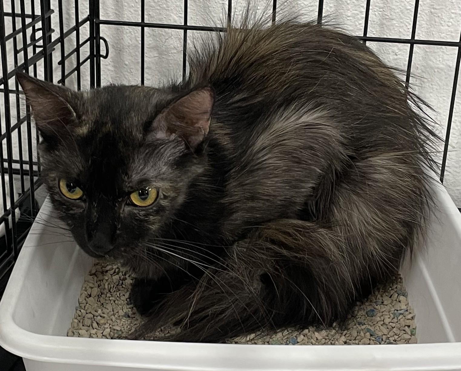 Bear-The Tortie Who Loves to Love - Courtesy Listing, a ADOPTABLE Tortoiseshell in Prescott, AZ image 2/3