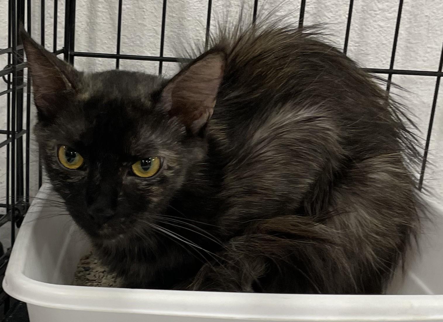 Bear-The Tortie Who Loves to Love - Courtesy Listing, a ADOPTABLE Tortoiseshell in Prescott, AZ image 3/3
